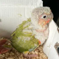 جوجه طوطی گرینچیک سرلاکی تا دونه خور گرین جیک