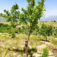 خانه باغ چهل متری در اطراف شازند