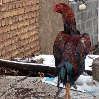 خروس لاری|حیوانات مزرعه|پاوه, |دیوار