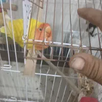 طوطی برزیلی