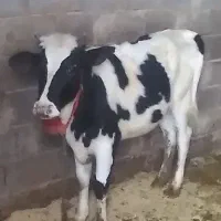 گوساله ماده
