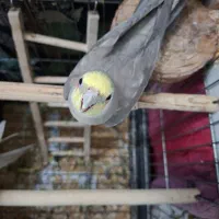 عروس هلندی مولد|پرنده|اسلام‌شهر, شهرک سعیدیه|دیوار