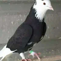 همه کفترام به فروش می‌رسد فقط حضوری