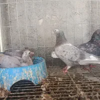 نروماده سرور دم سفید کچل