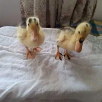 جوجه اردک سالم و بازیگوش