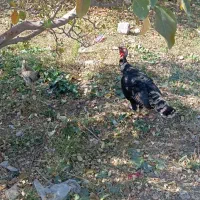 بوقلمون نر بالغ