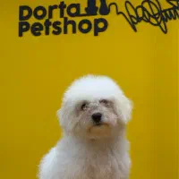 سگ بیشون فرایز فرانسوی