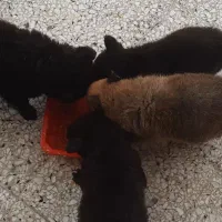 سگ ژرمن بلک