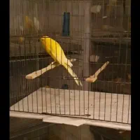 قناری رسمی بلند