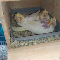 جوجه هلندی|پرنده|شیراز, کوشک میدان|دیوار