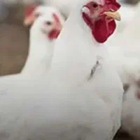 شستشوی واحدهای مرغداری