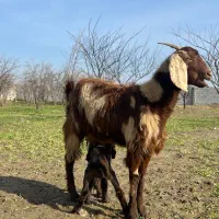 بز بزغاله دار|حیوانات مزرعه|سیمین شهر, |دیوار