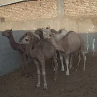 شتر فروشی