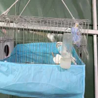 مرغ عشق جفت