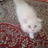 بچه گربه اسکاتیش فولد سفید چشم آبی ۴ ماهه