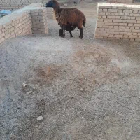 دوعدد گوسفند