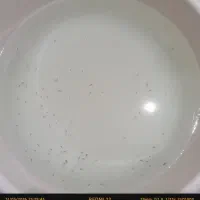 بچه ماهی معاوضه با ماهی گوپی بزرگ