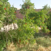 فروش خونه قدیمی|فروش زمین و ملک کلنگی|جرقویه, |دیوار