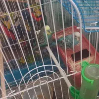 یک جفت مرغ عشق|پرنده|قم, قلعه یزدیها|دیوار