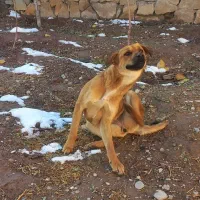 سگ  نژاددار رایگان