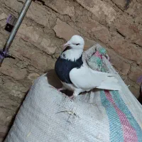 کفتر|پرنده|ملایر, |دیوار