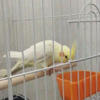 فروش عروس هلندی لوتینو ۷ ماهه دستی