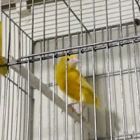 قناری ماده طلایی|پرنده|شیراز, پودنک|دیوار