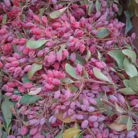 زرشک تازه، تربت