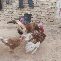 بوقلمون