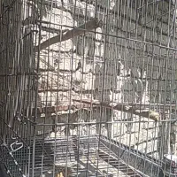قفس استیل