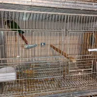 طوطی گرینچیک مولد روی جوجه