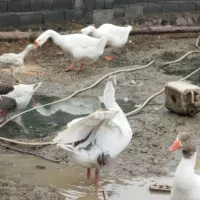 تخم غاز تضمینی