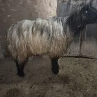 یک عدد کاوه بختیاری