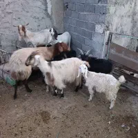 بز نر و‌ماده آبستن