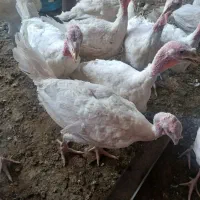 فروش بوقلمون ۲ ماهه
