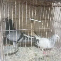 کفتر جفتگاه