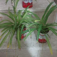 گیاه گندمی|گل و گیاه طبیعی|تهران, دبستان|دیوار