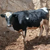 گوساله تلیسه ابستن ۷ ماه