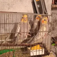 عروس هلندی جوجه