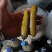 خیار شور محلی|خوردنی و آشامیدنی|قرچک, میرزائی شمالی|دیوار