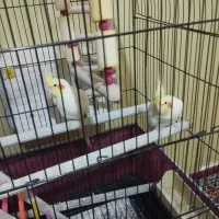 عروس هلندی