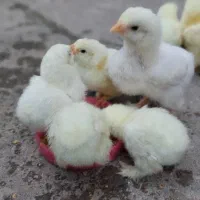 جوجه و نیمچه برهما