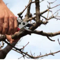 درخت کاری باغبانی هرس