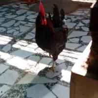 یک عدد خروس مشکی  جوان سالم بفروش میرسد