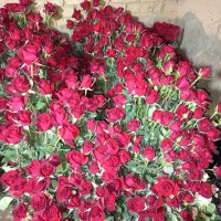 پخش گل|گل و گیاه طبیعی|خمین, |دیوار