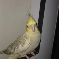 عروس هلندی|پرنده|دزفول, |دیوار