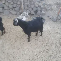 بز۸|حیوانات مزرعه|سربیشه, |دیوار