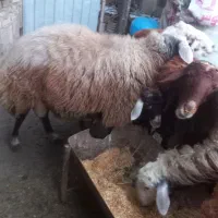 فروشی|حیوانات مزرعه|گرگان, |دیوار