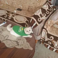 گربه اسکارتیج|گربه|مراغه, |دیوار