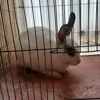 خرگوش نر